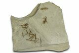 Eocene Fossil Cricket and Crane Flies - Green River Formation #368768-2